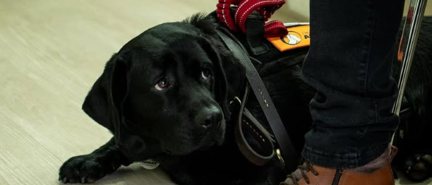Primeiro Cão de Assistência do RS
